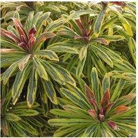 1 Or 2 Euphorbia Ascot Rainbow Plants