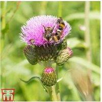 1 Or 2 Cirsium Pink Blush Plants