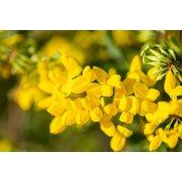 Coronilla citrina Evergreen Flowering Shrub - Fragrant Yellow Blooms, 90cm