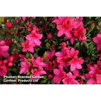 1 Or 2 Azalea Japonica Vuyks Scarlet