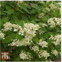 Up To 3 Hydrangea Paniculata Kyushu