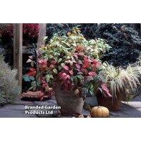 Nandina Domestica 'Fire Power' Dwarf Shrub - Semi-Evergreen, Year-Round Color
