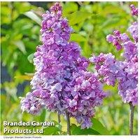 Upto 2 Lilac Prince Wolkonsky Plants