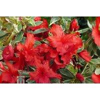 Upto 3 Azalea Japonica Hotshot Variegata