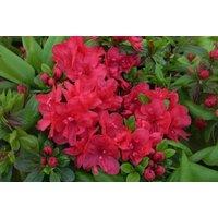 Upto 3 Azalea Japonica Mothers Day