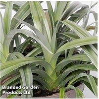 Upto 3 Astelia Silver Shadow Plants