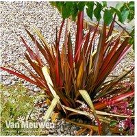 Phormium 'Rainbow Queen' Trio - Evergreen Perennial