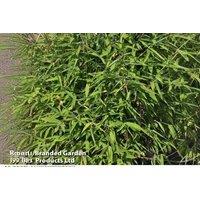 Fargesia Murieliae Bamboo - Exotic Elegance
