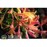 Upto 3 Honeysuckle Gold Flame Plant