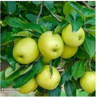 Dwarf Apple & Pear Fruit Trees