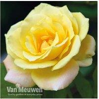 A Trio Of Climbing Rose Plants