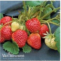 Strawberry Full Season Collection - Perennial Fruit Plants, Three Varieties
