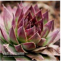 Mini Succulent Houseleeks - 5 Or 10 Pack