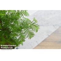 Elegant S-Shaped Bonsai Tree In Ceramic Pot