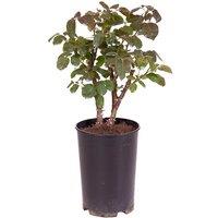 Potted Rose 'Gorgeous' Flowering Shrub