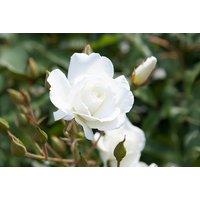 'Snow White' Floribunda Rose Plant - Potted