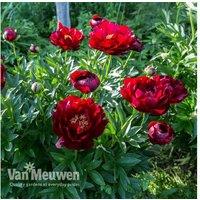 Peony 'Buckeye Belle' - 2 or 4 Plants