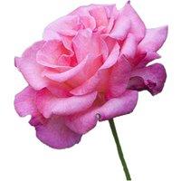 Hybrid Tea Rose Collection - Gold, Pink & Red Set