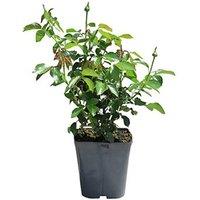 Potted Harkness Rose 'Diana, Princess Of Wales'