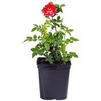 Potted Climbing Rose 'Dublin Bay' - Deep Red Blooms