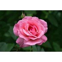 Potted Rose 'Queen Elizabeth' - Fragrant Blooms