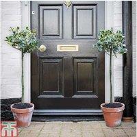 Holly 'Golden King' Evergreen Duo Trees