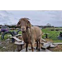 1hr Goat Walking Experience with Tea or Coffee - Curo Social Enterprise CIC, Lincoln