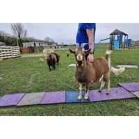 Half-Day Farmer Experience with Animal Encounters at Curo Social Enterprise CIC, Lincolnshire