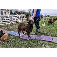 60-Minute Sheep Walking Experience with Drink for One or Two at Curo Social Enterprise CIC, Lincoln