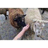 Farm Animal Adoption & Meet-and-Greet Experience - Curo Social Enterprise CIC, Lincolnshire