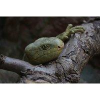 Dudley Zoo & Castle Entry - Child, Adult or Family Options!