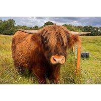 Loch Lomond Faerie And Nature Trail Vouchers - 2025 Season Trail - School Holiday Availability!