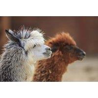 Entry To Charnwood Alpacas Petting Farm Including Drink - For 2, Family Option, Cake Option - Half Term Availability!