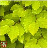 Green Beech Hedging Plants (Fagus sylvatica) - Up to 25 Bare Root Trees for Dense, Year-Round Privacy