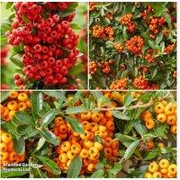 Vibrant Potted Pyracantha Shrubs - Evergreen Beauty