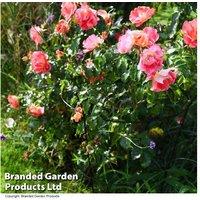 Weather-Resistant Metal Peony Plant Frame - Durable Garden Ornament & Outdoor Support (63 x 34cm)