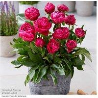 Peony Patio Collection - Compact & Blooming
