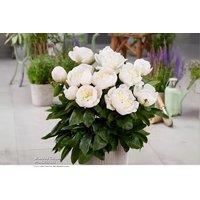 Peony 'Madrid' Plants - Compact Flowering Perennial