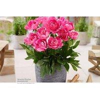Up to 3 Peony 'Rome' Plants - Compact Flowering Perennial