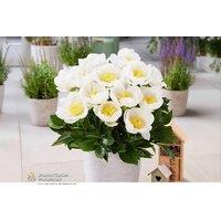 Compact Peony 'Dublin' - Up to 3 Plants