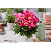 Compact Peony 'Athens' - Up to 3 Plants