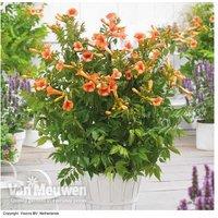 Campsis Indian Summer Climbing Plants