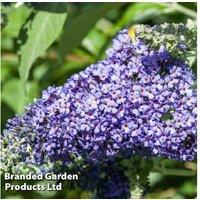Buddleja 'Lochinch' Flowering Shrub - RHS Award, Pollinator-Friendly, 300cm Mature Height