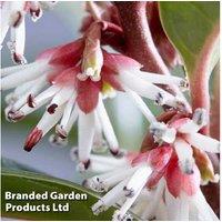 Sarcococca Winter Gem Evergreen Shrub - Fragrant Winter Flowering Bush