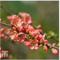 Chaenomeles superba 'Salmon Horizon' Shrub