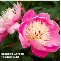 Peony 'Bowl of Beauty' - Up to 3 Plants