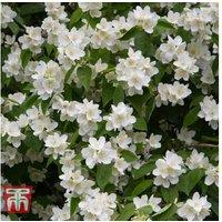 Philadelphus coronarius Shrub - Fragrant Blooms