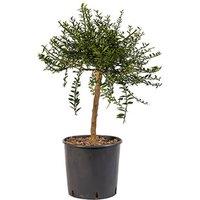 Citrus 'Pink Caviar Lime' Evergreen Fruit Tree - 70-90Cm, 4L Pot