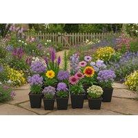 Hardy Flowering Cottage Garden Perennial Plants