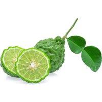 Citrus Hystrix Kaffir Lime Plant - Evergreen, 70-90Cm